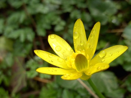 Ficaire après la pluie